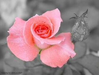 Water Drops On Pink Rose Widescreen Wallpaper Wide Net