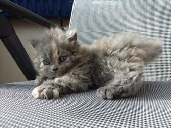 Rex Kitten Photo And Wallpaper Beautiful Cute Selkirk