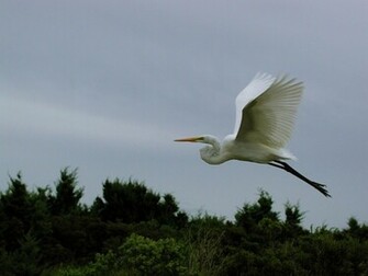 Heron In Flight Animals Wallpaper Image With Birds
