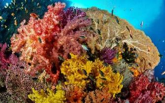 Sea Life Desktop Wallpaper Mela