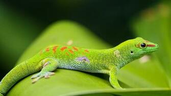 Lizard Wallpaper HD