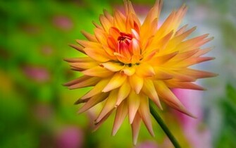 Dahlia Wallpaper
