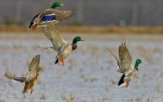 Water Fowl