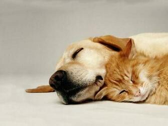 Anicompendium Wallpaper Cat And Dog Spooning