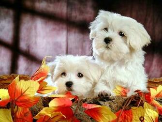 Cute Fluffy Dog Wallpaper
