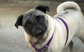 Funny Pug Wallpaper