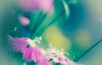 Wallpaper Flowers Android To Your Cell Phone