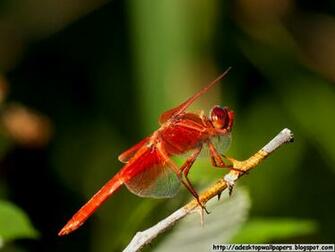 Dragonfly Animal Desktop Wallpaper Pc