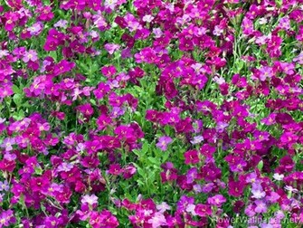 Most Beautiful Flower Wallpaper World