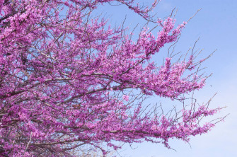 Top Purple Tree Wallpaper Full HD 4k To Use