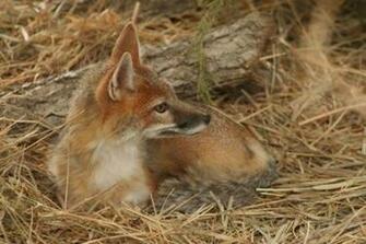 Licensed For Non Commercial Use Only Woodland Forest Animals