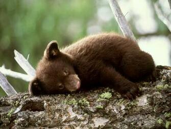 Bear Wallpaper