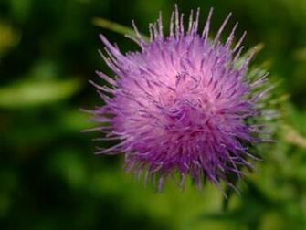 Thistles Desktop Background Wallpaper