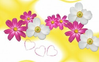 Wallpaper Flower Aster World Background Photos Photo