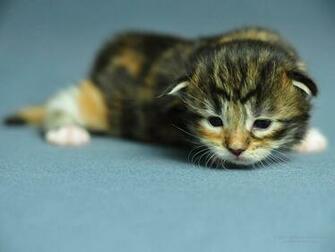 Pictures Lolcat Funny Cat Desktop Wallpaper Picture X