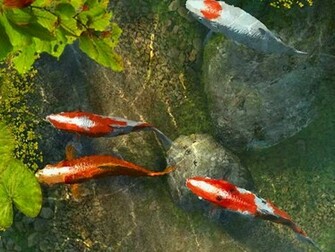 Meg Hutchison Wallpaper Collection Koi Fish
