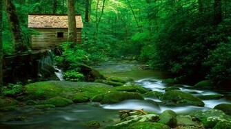Desktop Wallpaper Nature Forest Cool HD
