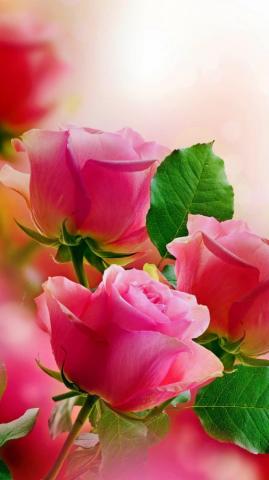 Pink Rose Wallpaper For Mobile Teahub Io