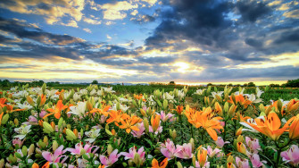Field Colorful Colors Flower Nature Lily 4k Ultra HD Wallpaper