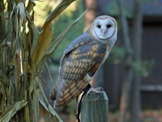Barn Owl Rwd Wallpaper Desktop Owls
