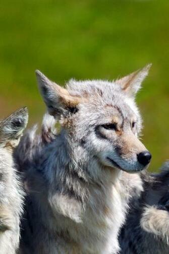 Wolf iPhone 4s Wallpaper iPad
