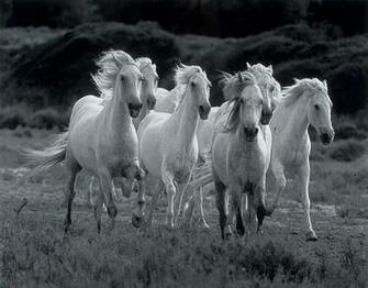 Wild Horses Wallpaper Zone Background