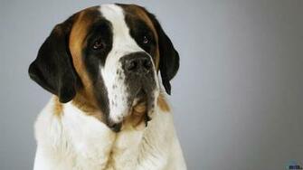 Wallpaper Short Haired St Bernard X
