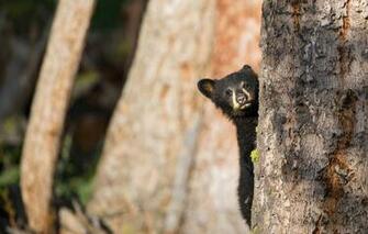 Wallpaper Forest Nature Background Tree Bear Face