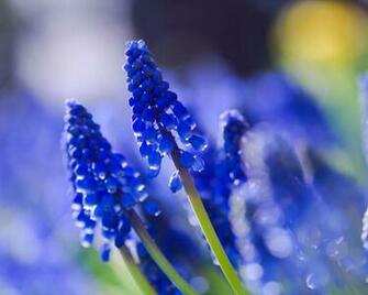 Blue Flowers Flower Wallpaper