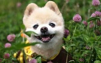 Meng Pet Pomeranian Wallpaper Animal