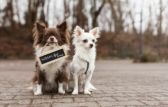 Wallpaper Chihuahua Dog Two Friends Sign Street