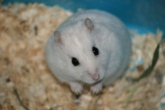 Hamsters Achtergronden Dieren HD Hamster Wallpaper Foto Jpg