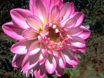 Desktop Wallpaper Flowers Background Dahlia