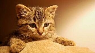 Cute Background Background Wallpaper Kitty Cat Image