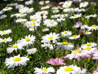 Summer Flowers Wallpaper Flower