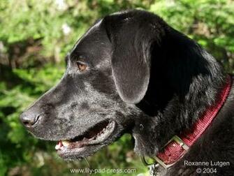 Black Lab Wallpaper