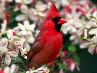 Northern Cardinal Wallpaper HD