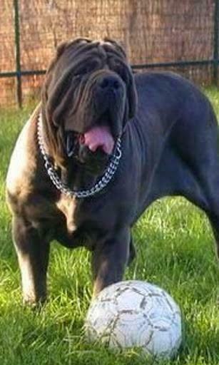 Neapolitan Mastiff Wallpaper Screenshot