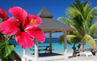 Ultra HD Hibiscus Wallpaper 31ygd4g 4usky