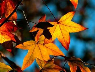 Winter Fall Desktop Background HD Wallpaper Nature