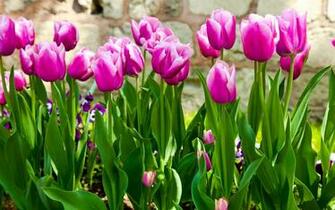 Tulips Purple Stems Leaves Garden Flowers Spring Wallpaper