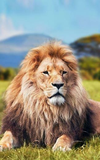 Wild Animals Live Wallpaper Android Apps And Tests Androidpit