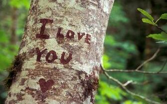 I Love You Heart Tree Nature HD Wallpaper
