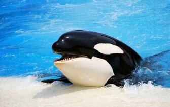 Orca Computer Wallpaper Desktop Background Id