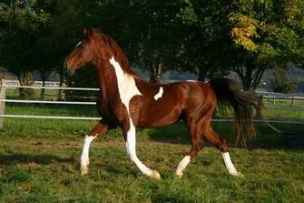 American Saddlebred Stock By Luda