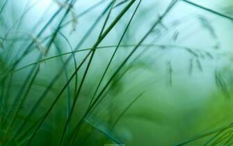 HD Wide Green Desktop Pc And Mac Wallpaper