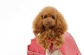 Poodle Wallpaper Pomsky Puppies Gallery