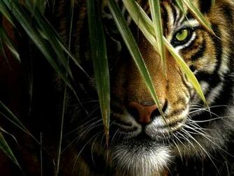 Nature Animals Wallpaper Tigers Camouflage
