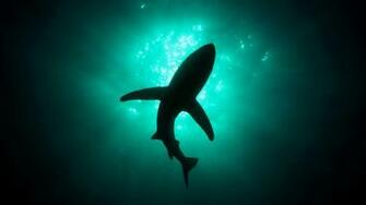 Live Ocean Wallpaper HD