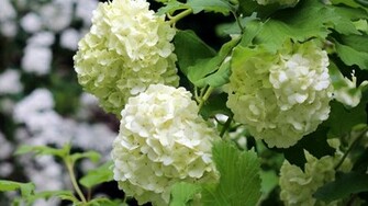 Hydrangea Wallpaper